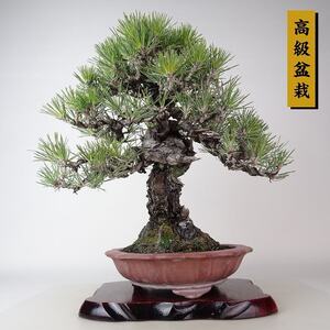 盆栽 松 黒松 樹高 約36cm くろまつ 高級盆栽 Pinus thunbergii クロマツ “ジン” マツ科 常緑針葉樹 観賞用 現品