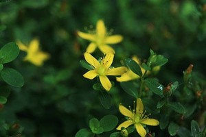 山野草　屋久島オトギリ　苗