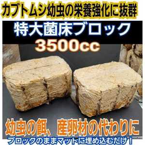 カブトムシ幼虫の栄養強化に！キクラゲ菌床特大ブロック【2個】マットに埋め込むだけでモリモリ食べる　クワガタの産卵床にも　クヌギ100％