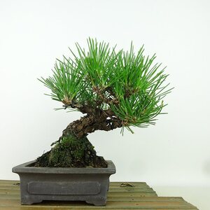 盆栽 松 黒松 樹高 約16cm くろまつ Pinus thunbergii クロマツ マツ科 常緑針葉樹 観賞用 小品 現品