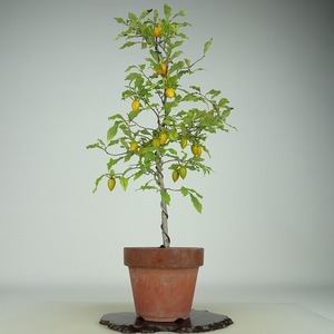 盆栽 老爺柿 樹高 約41cm ろうやがき Diospyros rhombifolia ロウヤガキ 実物 雌木 カキノキ科 落葉～半落葉樹 観賞用 現品