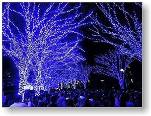 オリジナル フォト ポストカード 2018年12月24日 渋谷 代々木公園 ケヤキ並木 青の洞窟 Ver.2 