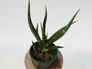 Sansevieria Kaminari Hybrid Unyamanee Garden 2.5号【現品限り】ネペンテス 食虫植物_17027