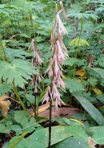 山野草（ラン科）　サイハイラン（采配蘭）、全株花芽付き、5株。綺麗な星斑、稲妻斑が1株づつ入って。栃木県北部産。2！