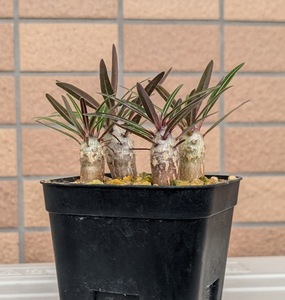 パキポディウム カクチペス Pachypodium cactipes 実生（4本セット）