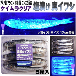 テンヤタチウオ 餌 テンヤ太刀魚 仕掛け 激臭にんにく アミノ酸配合 蛍光発光 ケイムラクリア 塩締め マイワシ 17cm前後 ５尾入 宅急便