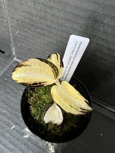 アネクトキルス アルボリネアータス バリエガータ　斑入り Anoectochilus albolineatus variegata　 ジュエルオーキッド 宝石蘭