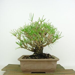 盆栽 松 黒松 樹高 約20cm くろまつ Pinus thunbergii クロマツ マツ科 常緑針葉樹 観賞用 小品 現品