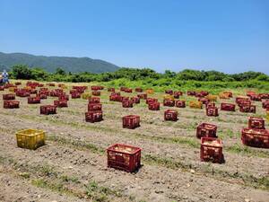 プロも納得の味！淡路島産新玉ねぎ逸品5kg直送セット