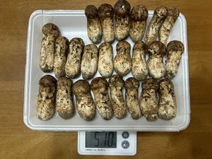 岩手県産 国産 松茸 マツタケ 510g 本日採取 9月28日