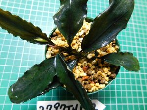 ◎2797TN172　 (自家栽培）水草　ブセファランドラ　Bucephalandra sp. Chocolataチョコラータ　神畑便