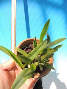 T♪洋蘭　Cattleya brevipedunculata x sib. (S755 x JP25-1) カトレア 　 洋ラン