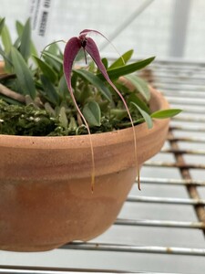 洋蘭　原種　バルボフィラム　bulbophyllum longicaudatum