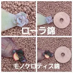 多肉植物　セット　ローラ錦/モノケロティス錦　葉挿し抜き苗