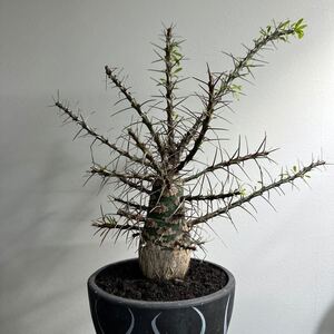 Fouquieria purpusii フォークイエリアプルプシー　 塊根植物　実生苗　