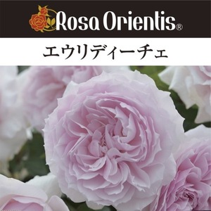 送料無料　エウリディーチェ　新苗4号鉢　　鉢植え バラ 薔薇 ロサ オリエンティス