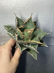 多肉植物　【特選】　アガベ　agave titanota チタノタ『海王』　3