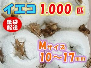 ヨーロッパイエコオロギ イエコ Mサイズ 10mm～15mm 紙袋配送 1000匹 生餌 死着保証10% 爬虫類 両生類 トカゲ カエル [3705:gopwx]