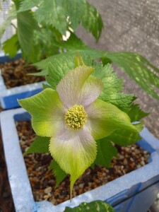 シラネアオイ緑花(山野草)