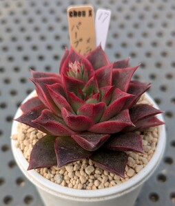 17.パープソルム×ラパス 実生苗 エケベリア 国産 多肉 Echeveria