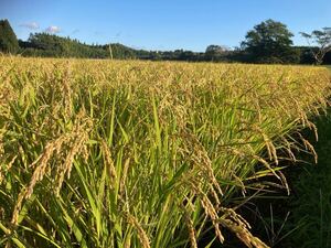 新米 令和6年度 宮崎県産 「ヒノヒカリ」 天日干し 白米 20kg