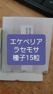 エケベリア　ラセモサ　種子15粒