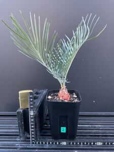 サイカス・カイルンシアナ　Cycas・Cairnsiana ② オージーソテツ　コーデックス　塊根植物　シルバーブルー　エンセファラルトス 蘇轍 