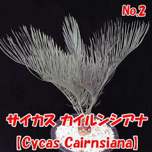 【サイカス カイルンシアナ】Cycas Cairnsiana　ブルーリーフ★ソテツ★塊根植物　コーデックス★　CITES証明書付　No.2