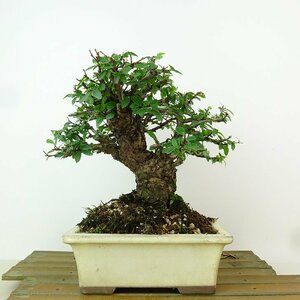 盆栽 楡欅 樹高 約17cm にれけやき Ulmus parvifolia ニレケヤキ 紅葉 ニレ科 落葉樹 観賞用 小品 現品