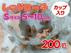 レッドローチ S サイズ 5～10mm 200匹 カップ入り 生餌 爬虫類 両生類 肉食熱帯魚 小型哺乳類 エサ 活餌 [3404:gopwx2]