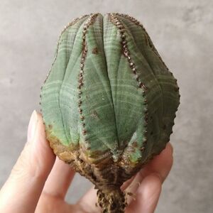 【B6782】★超巨大8cm株！！【SS級！極上特選大株！！】ユーフォルビア オベサ Euphorbia obesa ( 検索 アガベ 多肉植物 )