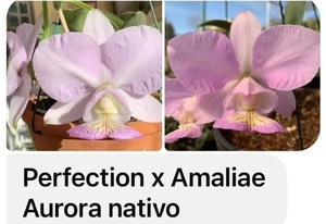 C. nobilior v. amaliae ‘Perfection’ x ‘Aurora’ 7