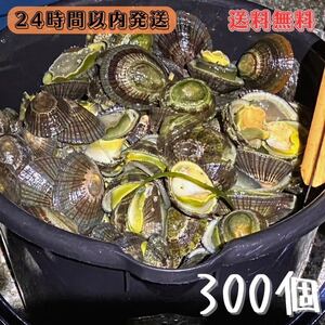 【送料無料】冷凍マツバ貝　300個　石鯛　イシガキダイ　黒鯛　釣り餌　ジンガサ　カサガイ