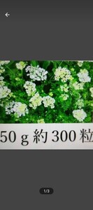 オルレア　ホワイトレース　種　大量　約300粒ぐらい　梱包込み50ｇ以内　ガーデニング　寄せ植え　清楚　