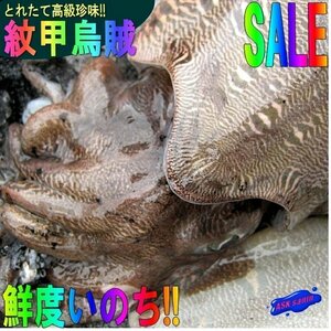 【巨大烏賊】「紋甲烏賊 3尾で4kg」お刺身用、活冷凍/山陰境港産　