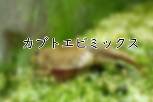 【送料無料】色々カブトエビ　ミックスエッグ　Triops　　乾燥卵　自由研究などにも