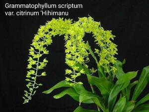 ◎洋蘭◎ Grammatophyllum. scriptum var. sitrinum 