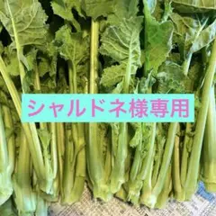 シャルドネ様専用　早生かき菜箱込み450g