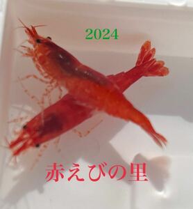 【赤えびの里】　赤いミナミヌマエビ 2024　P