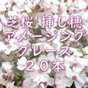 芝桜 挿し穂用カット苗 20本 6～8cm アメージンググレース 白◆シバザクラ 耐寒性宿根草 常緑 グランドカバー 園芸 ガーデニング挿し木