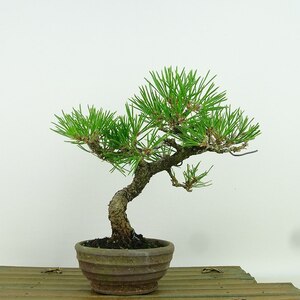 盆栽 松 黒松 樹高 約17cm くろまつ Pinus thunbergii クロマツ マツ科 常緑針葉樹 観賞用 小品 現品