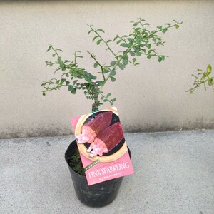 【希少】 フィンガーライム ピンクスパーリング　4.5号　接木　柑橘系果樹　同梱可能