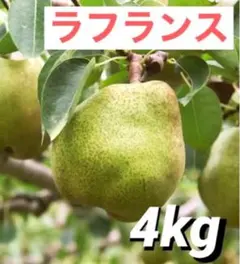 【限定価格】4kg 不揃い　お得！梨　ラフランス  洋梨　果物　訳あり