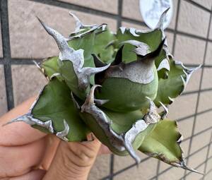 Agave Titanota “5CM” ”MINI DRAFT” ライムグリーン個体　インドネシア産　アガベ　オテロイ　チタノタ　[Chill__Plants] チルプラ　