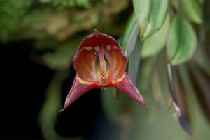 Lepanthes Felis 希少レパンテス原種ミニチュアラン　着生ラン　パルダリウム着生ラン南米