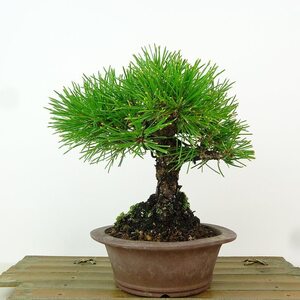 盆栽 松 黒松 樹高 約16cm くろまつ Pinus thunbergii クロマツ マツ科 常緑針葉樹 観賞用 小品 現品