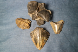 化石　４点　三葉虫　歯　貝？　検古代白亜紀恐竜サメメガロドン珍品希少骨董オブジェ時代