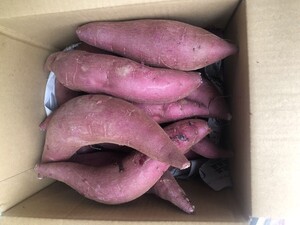 159.お買い得さつまいも、ふくむらさきいも　福紫芋　むらさきいも箱込み3kg