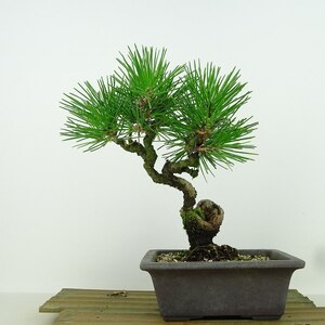 盆栽 松 黒松 樹高 約22cm くろまつ Pinus thunbergii クロマツ マツ科 常緑針葉樹 観賞用 現品