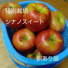 特別栽培シナノスイート　訳あり品